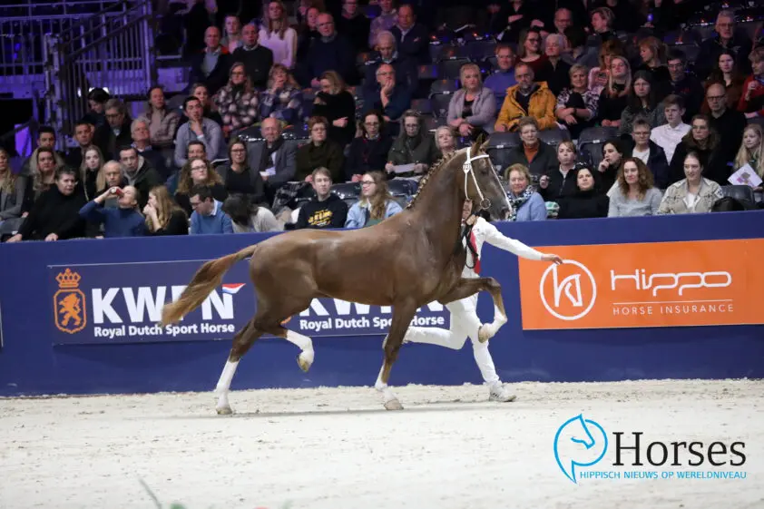 Twee van zeven aangewezen tuigpaardhengsten naar aanlevering featured image