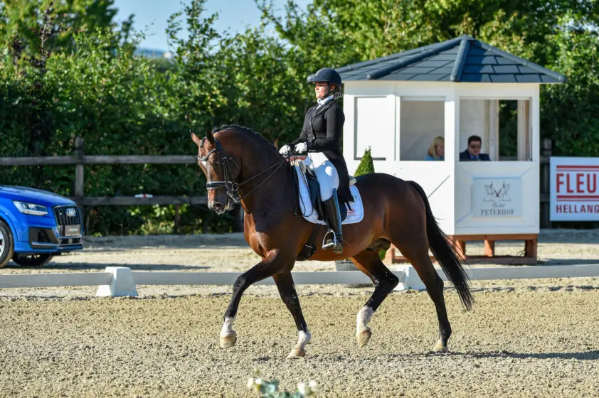KWPN-hengst Bojengel verder als para-paard featured image
