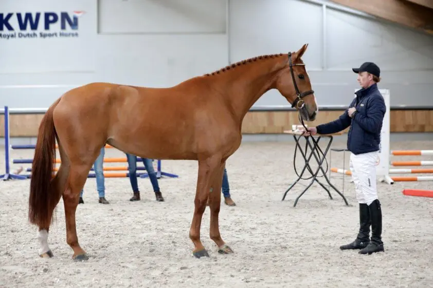 19 merries slagen voor EPTM-examen, Poker de Mariposa-dochter Onily Balia O topscorer featured image