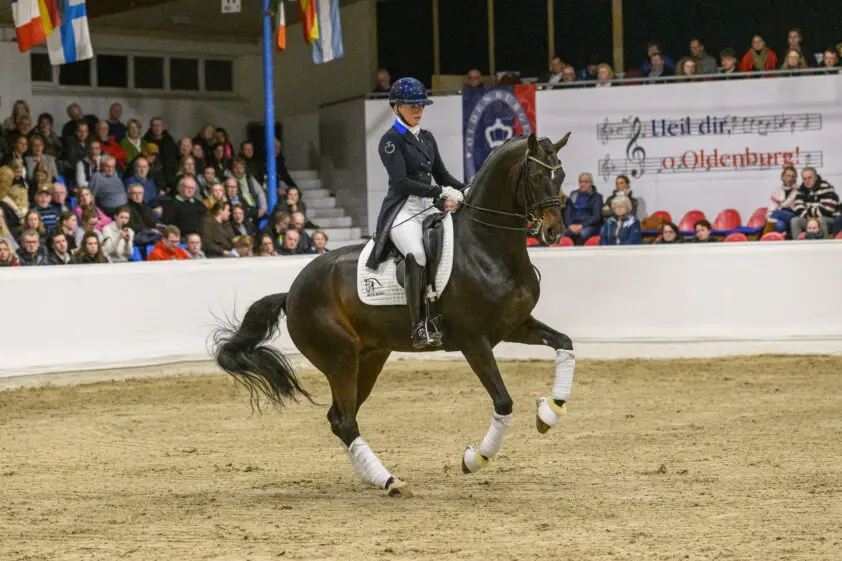 Blue Hors verkoopt ook premiehengst Farrell featured image