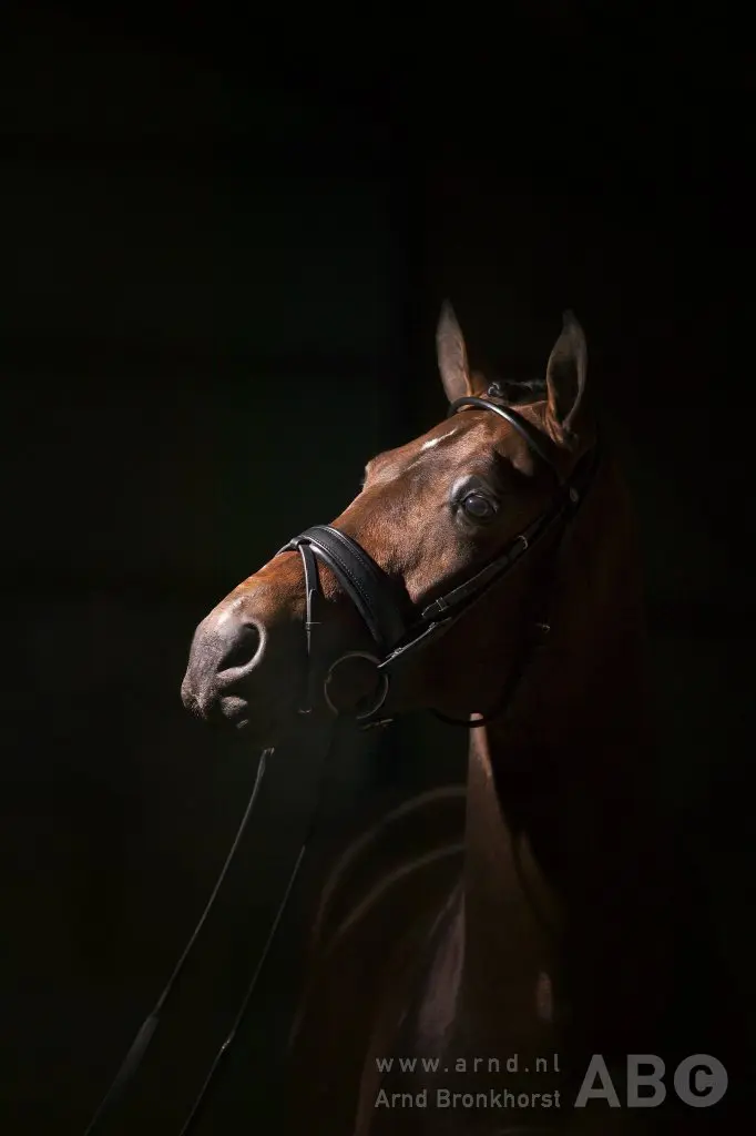 Rob van Ruitenbeek over KWPN fokwaarden: ‘Ratio, wetenschap en feiten!’ featured image