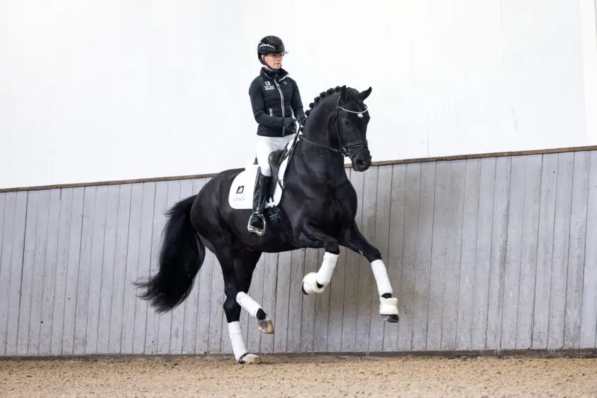 Komende zondag Hengstenshow Van Olst Horses featured image