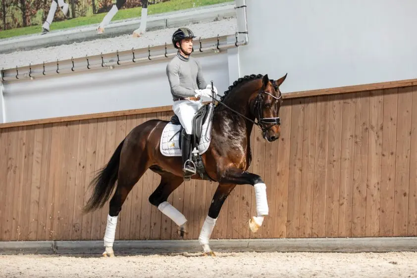 Gelderse premiehengst Olaf Official verkocht: ‘Een heel goed dressuurpaard’ featured image