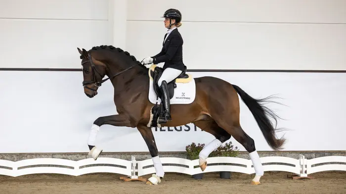 25.000 euro voor dragende merrie van V-Power in Westfaalse online veiling featured image