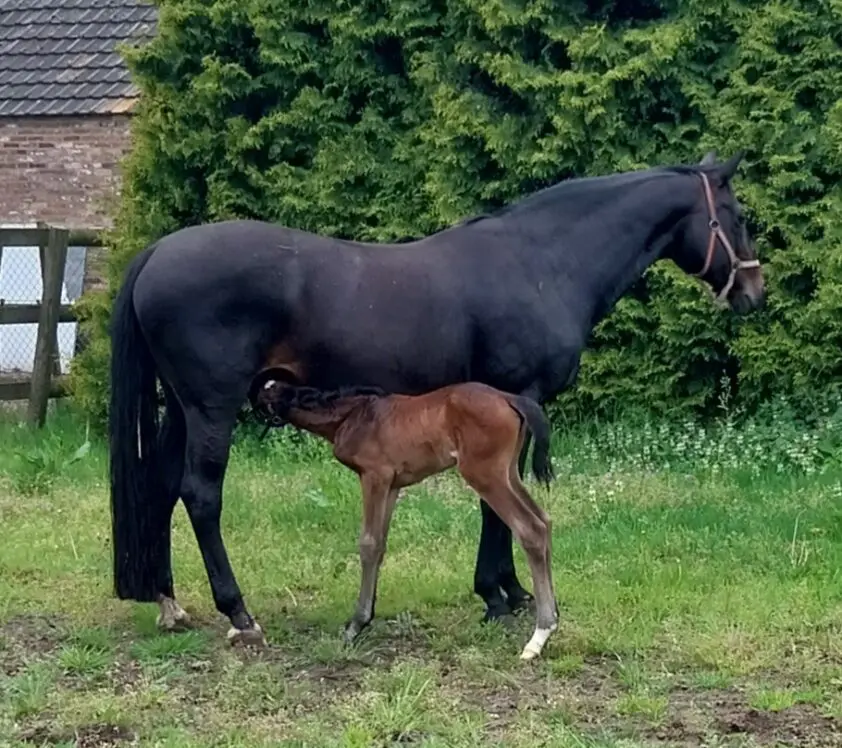 Na ruim zeven weken overdracht gezond veulen geboren van Florida TN x Spielberg: ‘Heel bijzonder’ featured image