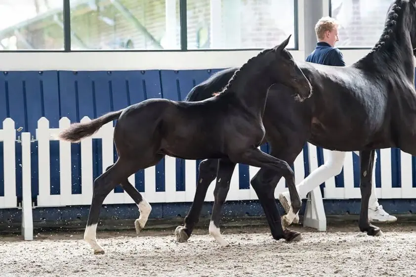 Totilas x De Niro-zoon met 45.000 euro duurste in Grand Prix Sales featured image