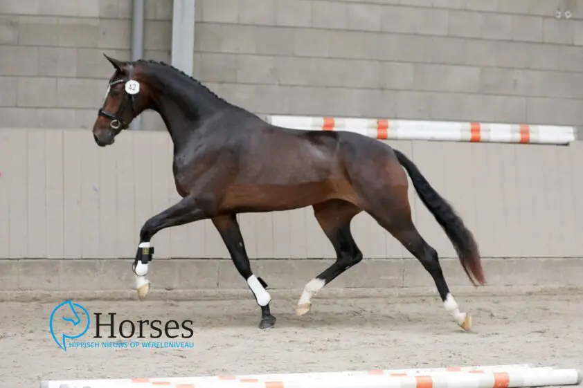 Stamboekkeuring Houten: 85/85 voor D’Avie-dochter Perfect Dance featured image