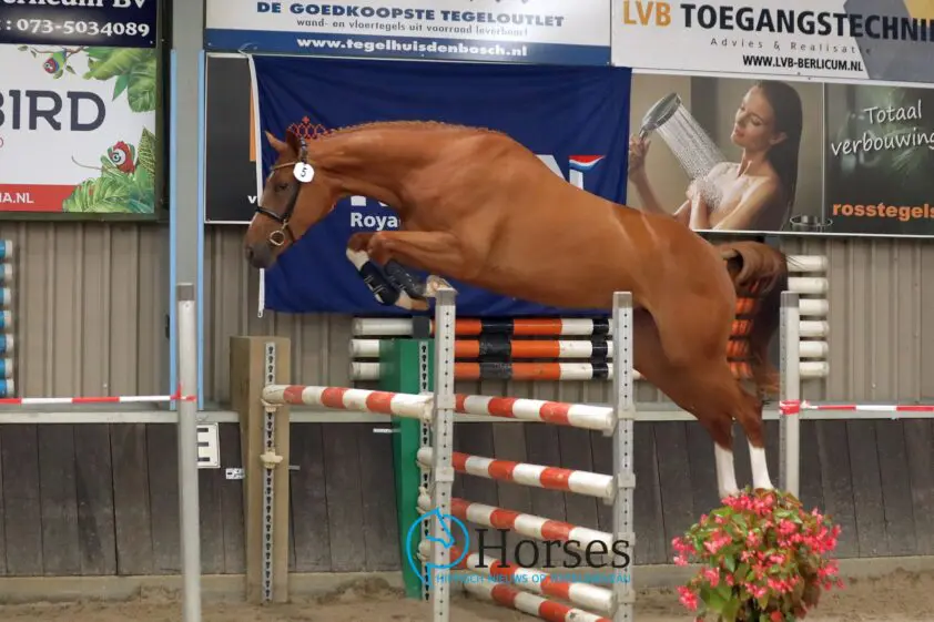 SK Berlicum: NMK-ticket voor Chacfly PS-dochter featured image