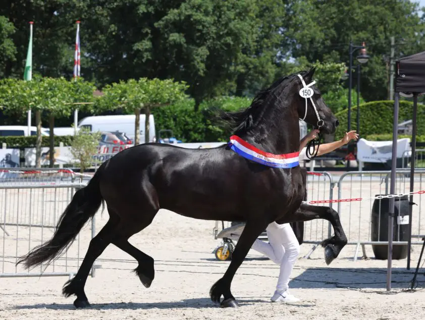 KFPS Centrale Keuring via livestream te volgen featured image