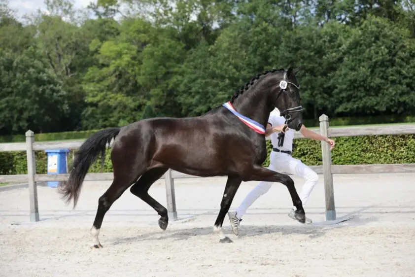 CK Gelderland dressuur: Jameson uit Wiona-Utopia kampioen, mogelijke opvolger van haar moeder featured image