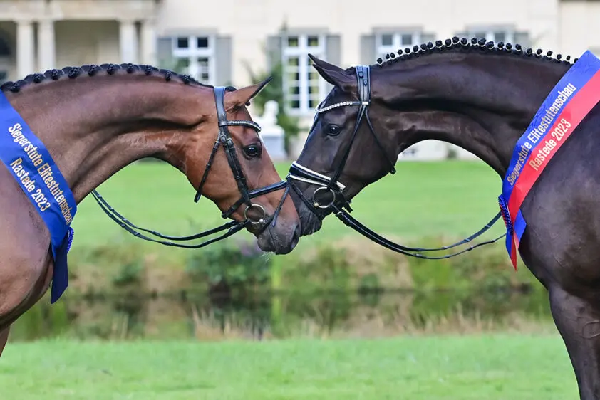 Elitekeuring Oldenburg: Kampioen van Total Hope, Jovian van Van der Lei en Toes in Brillantring featured image
