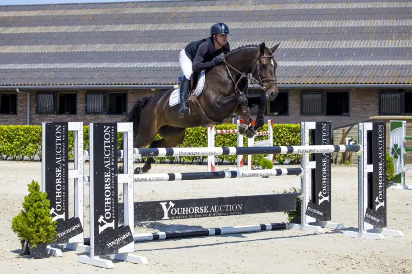 Youhorse.auction: 36.000 euro voor 1,30 merrie Candy featured image