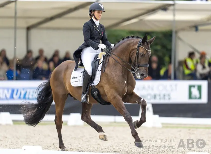 Frans dressuurpaardenstamboek CDF officieel erkend door WBFSH featured image