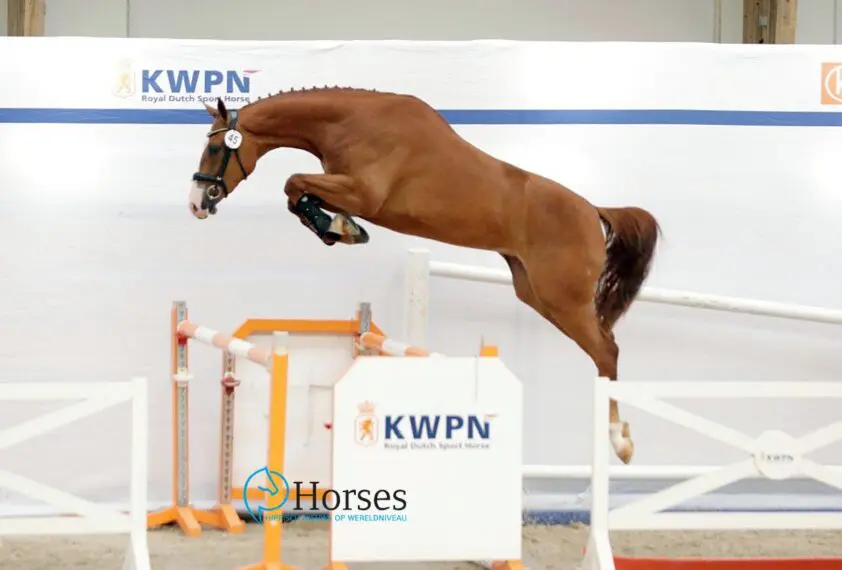Pretty Woman ES NMK-kampioene driejarige springmerries featured image