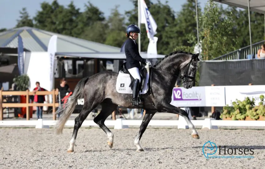 Phoebe Peters en Jesús Garcia Santos aan de slag bij Reesink Horses featured image