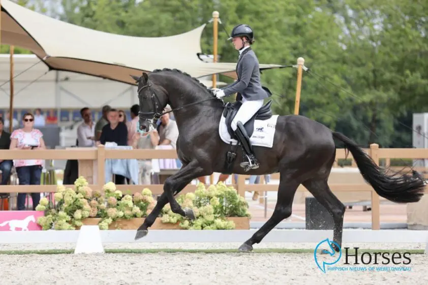 Nieuwe ‘afstammelingenrapporten’ in KWPN Database gepubliceerd featured image