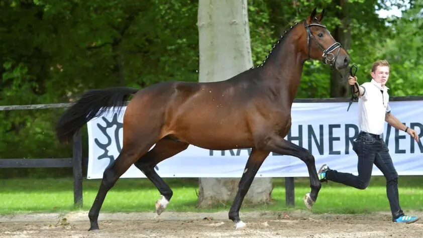Vijfjarige Trakehner-hengst Hollister plotseling overleden featured image