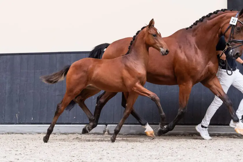 Extreme US levert topper zesde KWPN-veiling: 8.000 euro voor Tendensie featured image