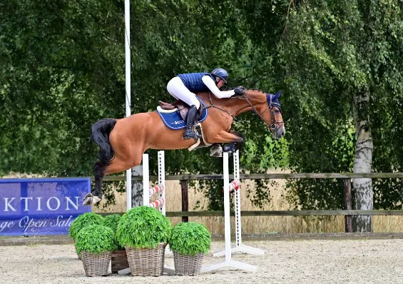 300.000 euro voor zesjarige Casallco-merrie featured image
