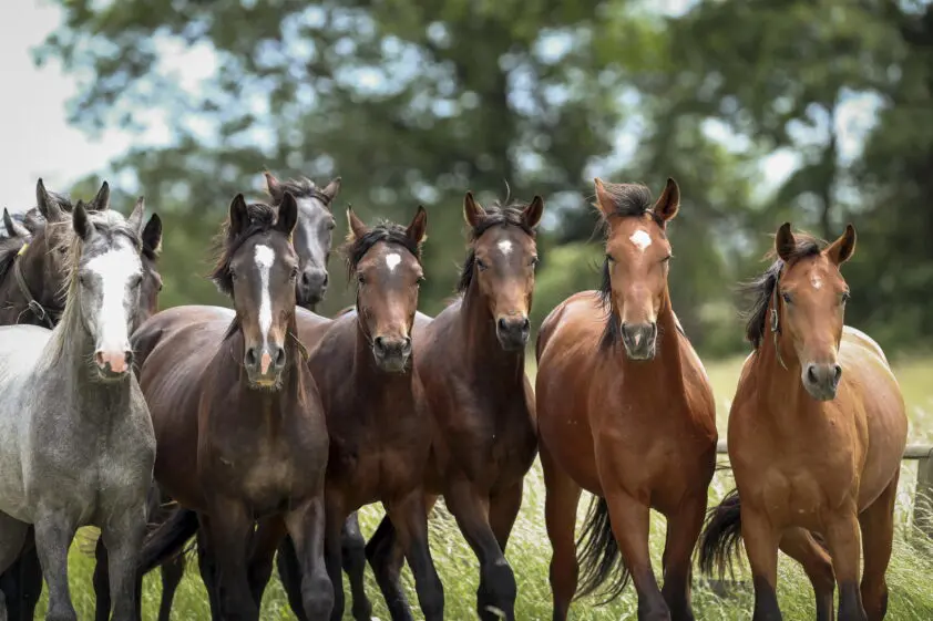 Paardenartsen: ‘Terughoudend zijn met conclusies over ECVM’ featured image
