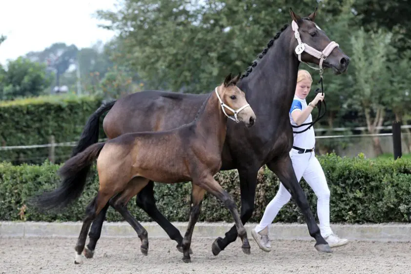 Mooie late NRPS-veulenkeuring: Kampioenen van White Dream GF, Davinci du Bois en Mac Madison featured image