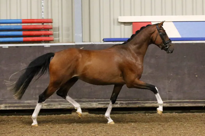 Twee ponyhengsten aangewezen bij thuiskeuring NRPS featured image