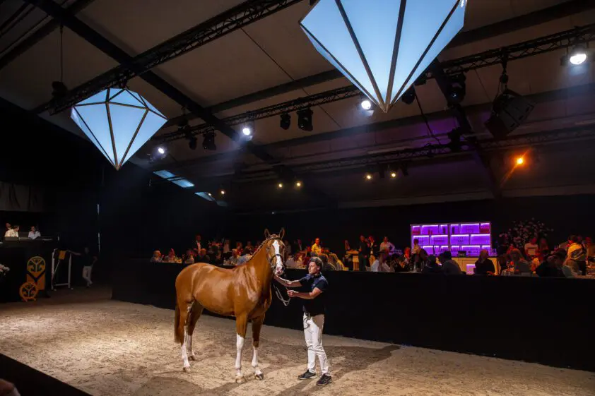 The Youngsters Auction lanceert 3- & 4-jarigen collectie voor dinsdag 10 oktober featured image