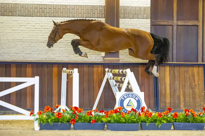 Gecombineerde  groep van veulens en driejarigen  in Trigon Auctions IV featured image