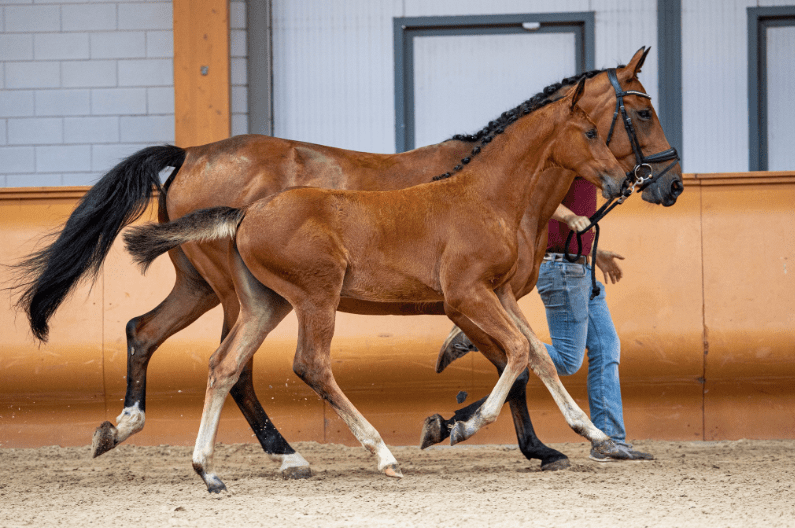 Limburgse Veulenveiling: 35.000 euro voor Chacco Blue-dochter featured image