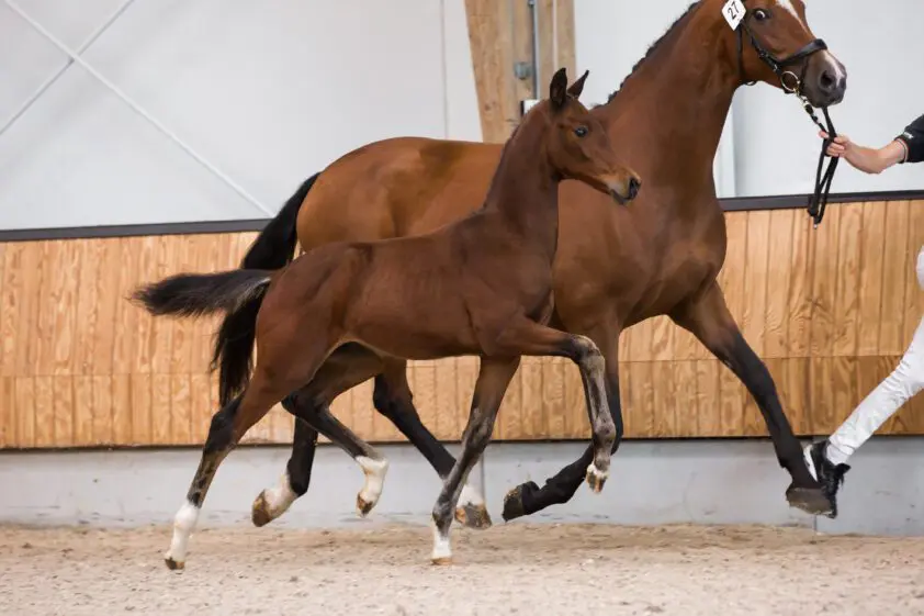 Sterke collectie in laatste KWPN Online Veulenveiling featured image