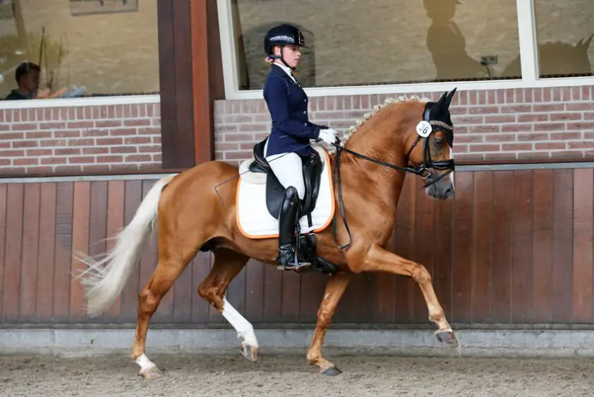 Geronimo Taonga, No Limit WS en Hania’s Xavi RSP winnen finale Dutch Pony Championship featured image
