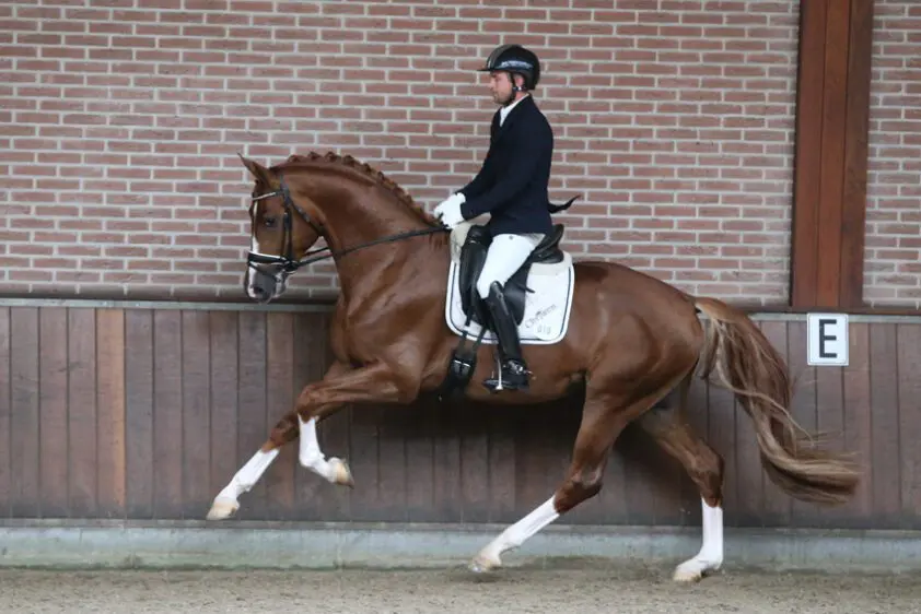 NRPS inhaaldag: drie hengsten door naar examen featured image