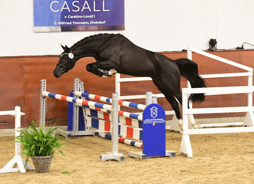 Viscerado-zoon beste hengst in Holsteiner sporttest featured image