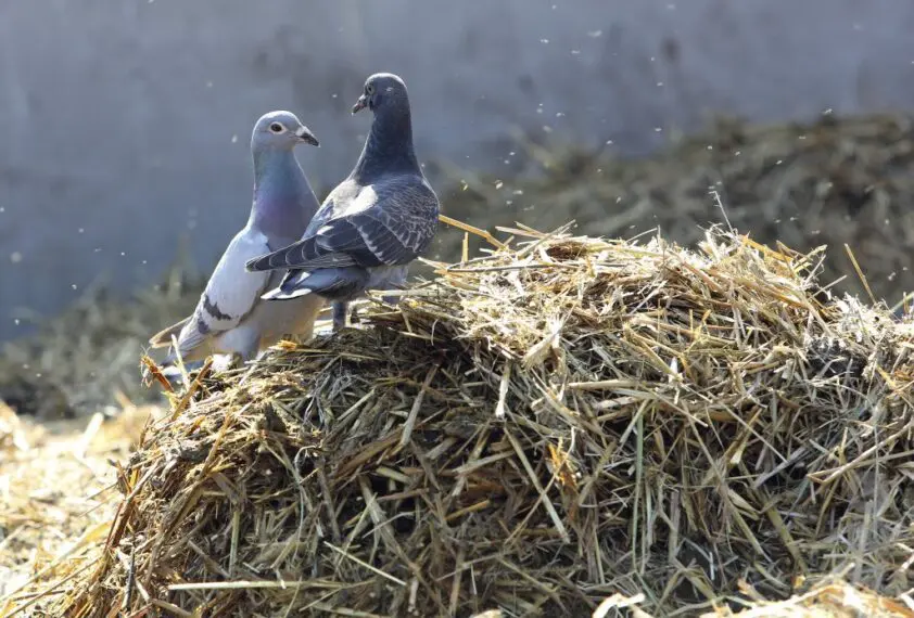 Aalsmeerse manegehouder krijgt boete voor vergiftigde duiven featured image