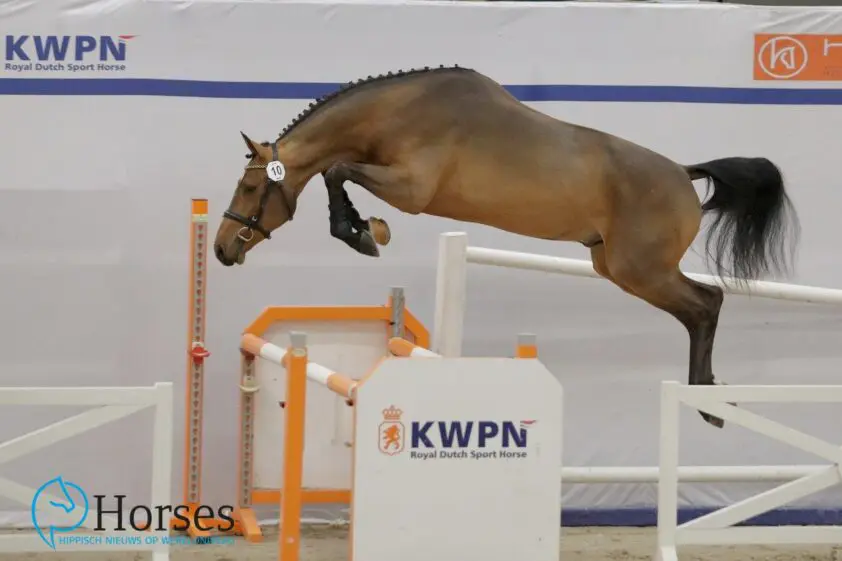 Redford VDL verlaat KWPN verrichtingsonderzoek featured image