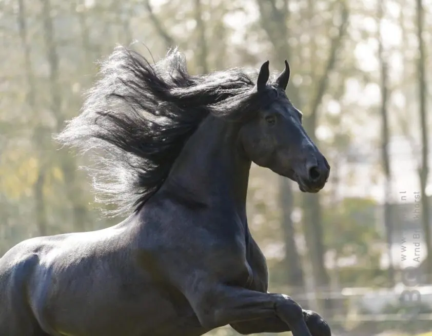 Onderzoekers benieuwd naar sterfte Friese paarden featured image