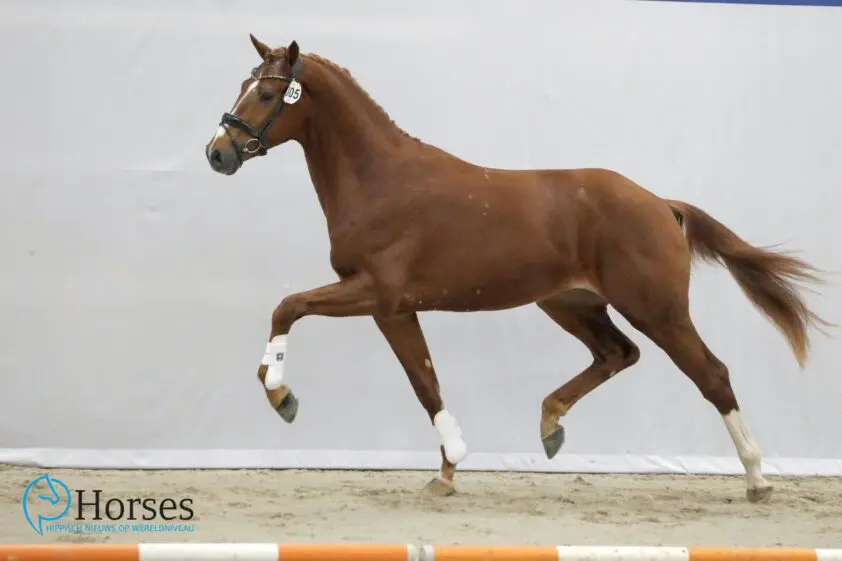 Startlijst eerste zadelpresentatie bekend featured image
