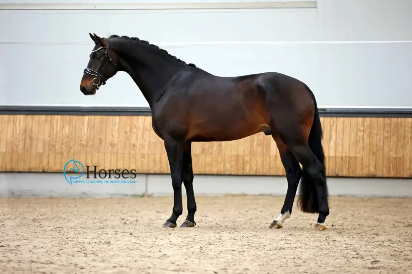 In Beeld: Hoofd- en standfoto’s dressuurhengsten KWPN Najaarsonderzoek 2023 featured image