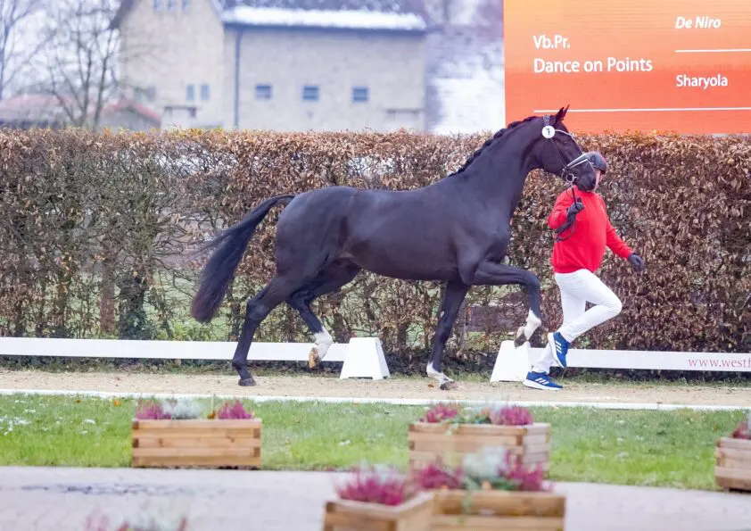 HK Westfalen dressuur: 34 hengsten goedgekeurd, Dream Boy levert kampioen featured image