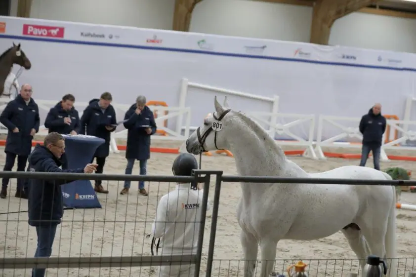 Nakeuring: Cape Coral RBF Z op weg naar dekbrevet en 90 springhengsten naar Den Bosch featured image