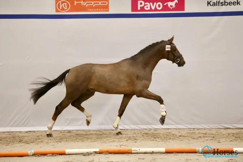 In Beeld: Eerste bezichtiging dressuurhengsten dag 2 featured image