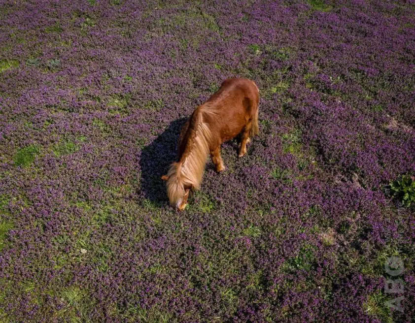 Mevrouw Gerlach: ‘Wat moeten we dan met de diersoort paard doen?’ featured image