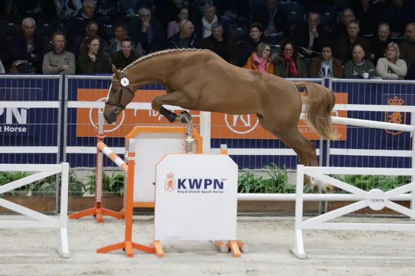 28 springhengsten aangewezen op eerste dag KWPN Hengstenkeuring featured image
