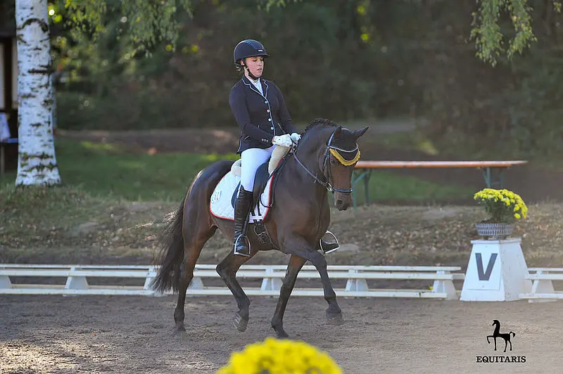 Ponyforum: 45.000 euro voor Hesselteichs Golden Dream-merrie featured image