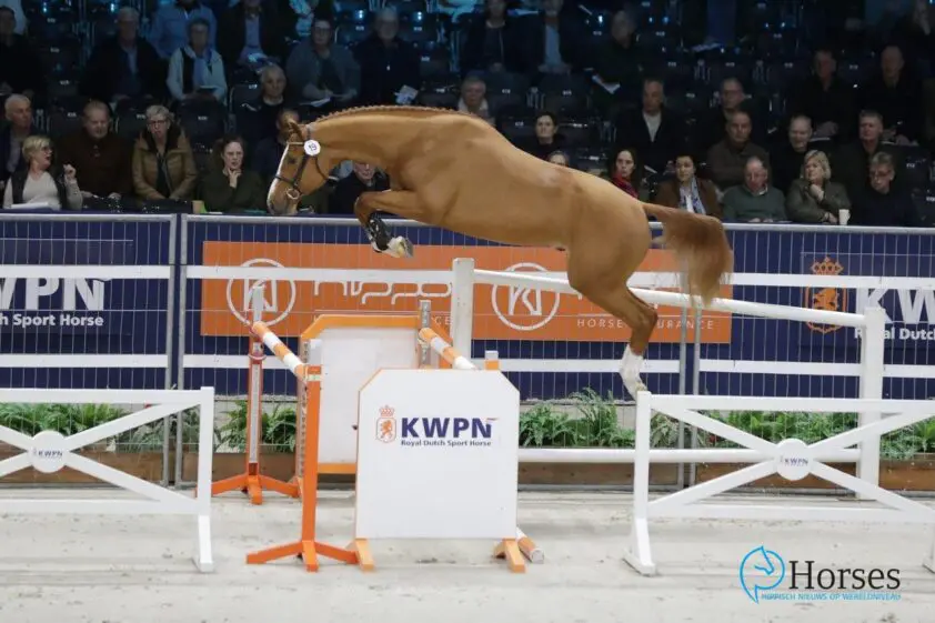 Podcast de Week van Horses: Vrijspringen, NRPS en  eventing met Jacquelien van Tartwijk featured image