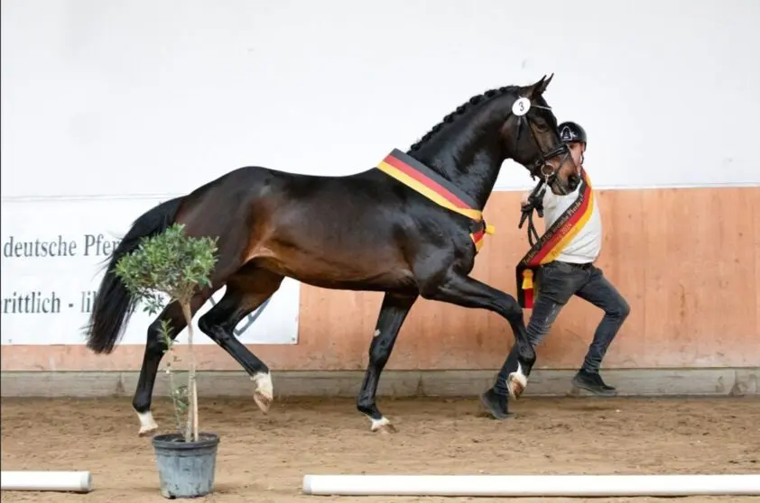 Arthur Verbroekken: ‘Op de keuring ging er nog een schep bovenop’ featured image