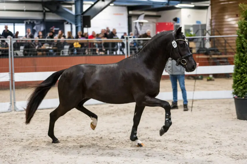 HK NNFPS: Twaalf hengsten aangewezen, The Mickle’s Moxie voor tweede keer algemeen kampioen featured image