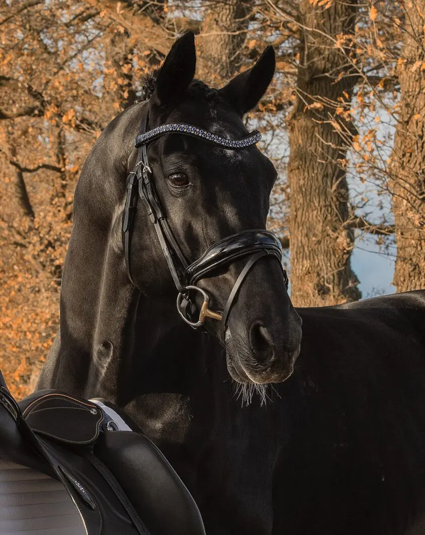 NRPS-hengst Fidelio (25) overleden featured image