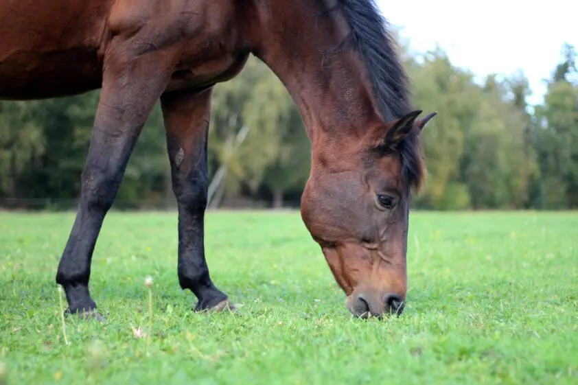 Plekken op de neus bij paarden mogelijk veroorzaakt door een schimmeltoxine featured image