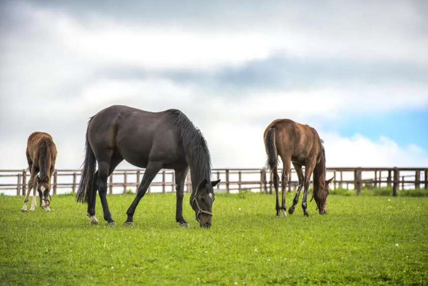 Hoe houd jij je paard? Vul onze enquête over huisvesting nu in! featured image